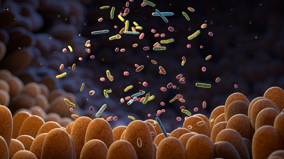 Illustration of gut microbiome